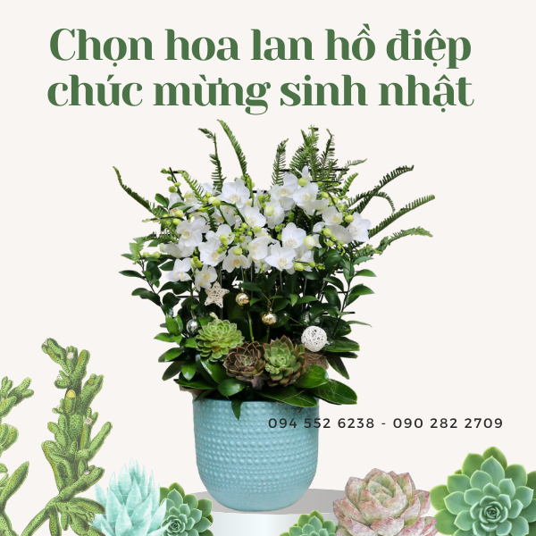 hoa-lan-ho-diep-chuc-mung-sinh-nhat