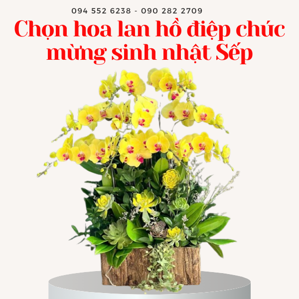 lan ho diep chuc mung sinh nhat sep